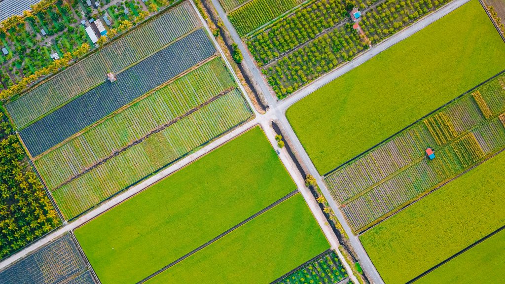 drone point of view Paddy Field in morning